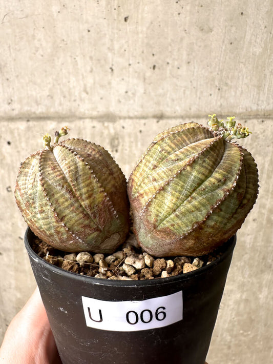 【現品限り】ユーフォルビア・オベサ 多頭【U6】 Euphorbia obesa