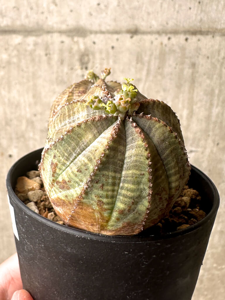 【現品限り】ユーフォルビア・オベサ 多頭【U6】 Euphorbia obesa