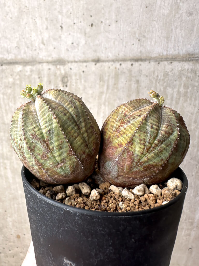 【現品限り】ユーフォルビア・オベサ 多頭【U6】 Euphorbia obesa