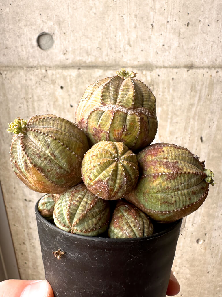 【現品限り】ユーフォルビア・オベサ 多頭【U7】 Euphorbia obesa