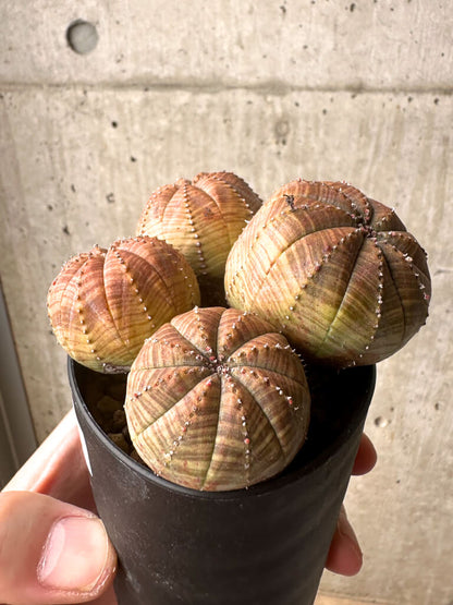 【現品限り】ユーフォルビア・オベサ 多頭【U8】 Euphorbia obesa