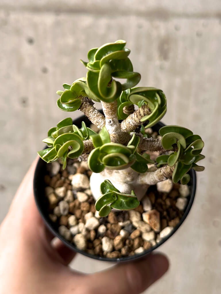 【現品限り】アデニウム・DHA 大株 葉巻 美肌【U9】 Adenium DHA