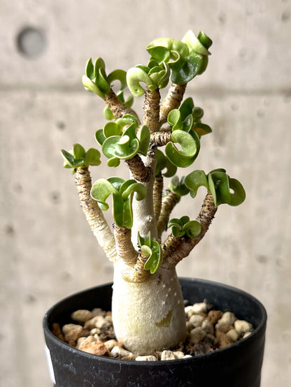 【現品限り】アデニウム・DHA 大株 葉巻 美肌【U9】 Adenium DHA