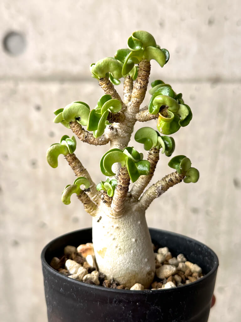 【現品限り】アデニウム・DHA 大株 葉巻 美肌【U9】 Adenium DHA