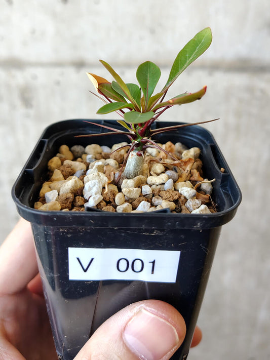 【現品限り】フォークイエリア・ファシクラータ【V1】 Fouquieria fasciculata