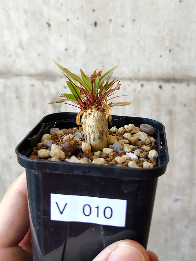 【現品限り】フォークイエリア・プルプシー【V10】 Fouquieria purpusii