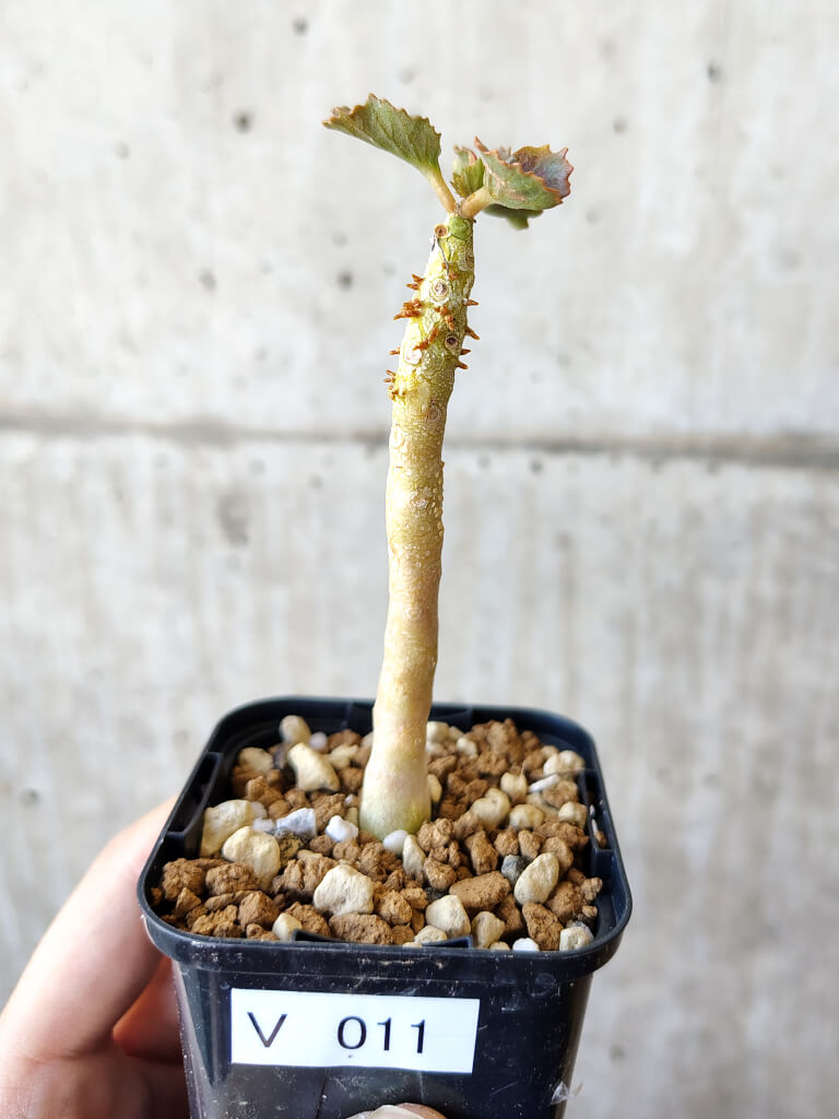ドルステニア　ジプソフィラ 現品限り】ドルステニア・ジプソフィラ【V11】 Dorstenia gypsophila