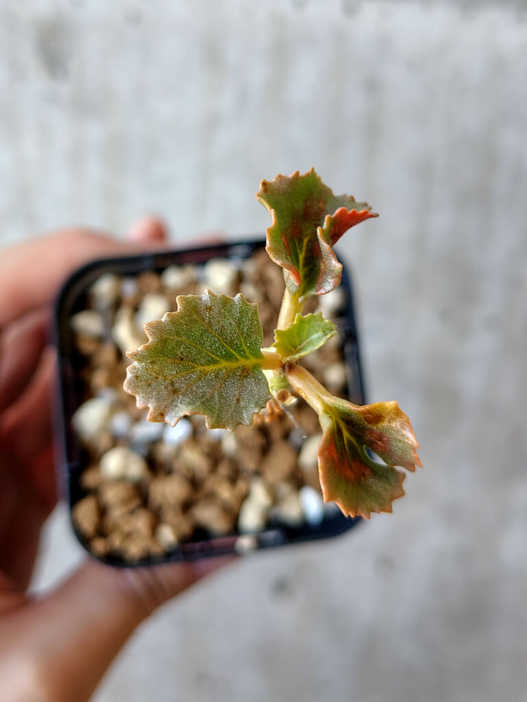 現品限り】ドルステニア・ジプソフィラ【V11】 Dorstenia gypsophila