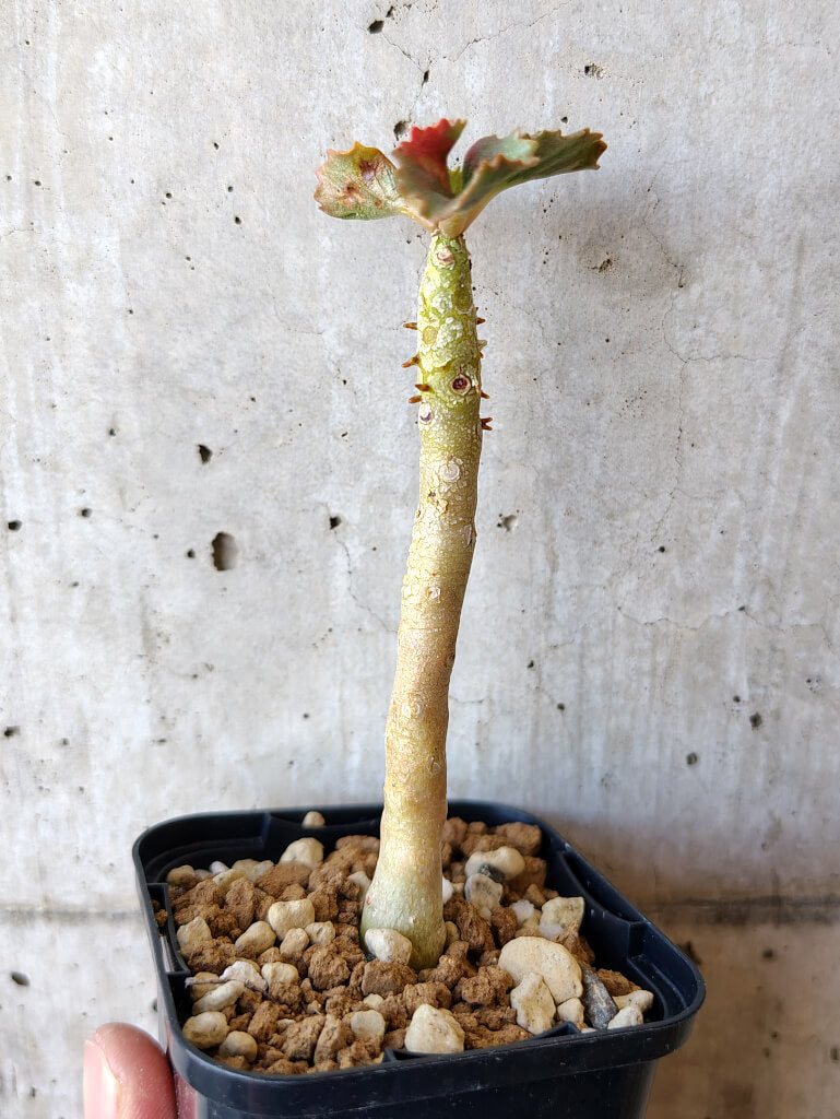 現品限り】ドルステニア・ジプソフィラ【V11】 Dorstenia gypsophila