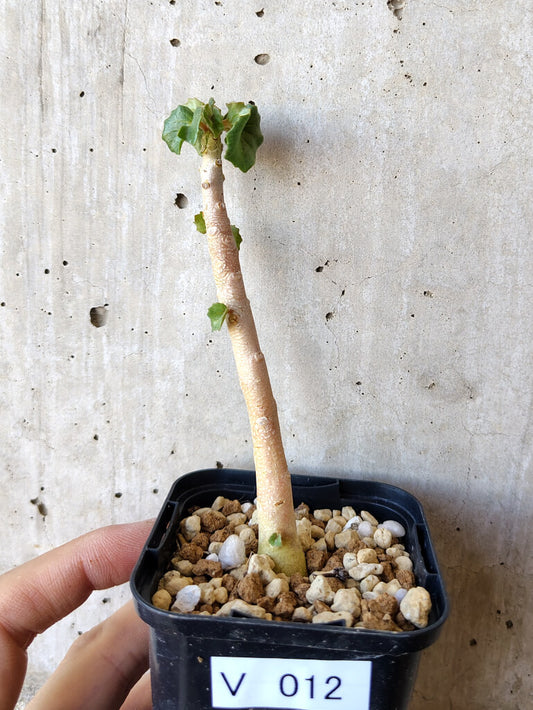 【現品限り】ドルステニア・ジプソフィラ【V12】 Dorstenia gypsophila