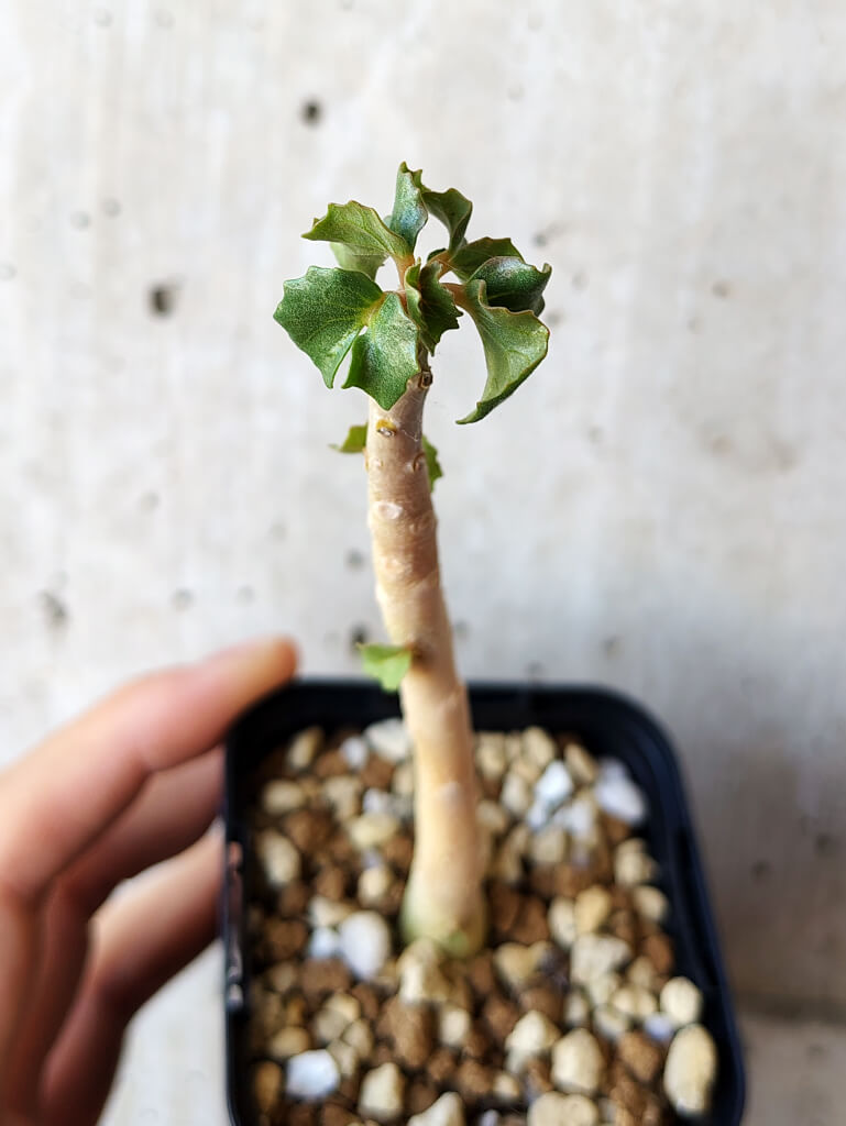 現品限り】ドルステニア・ジプソフィラ【V12】 Dorstenia gypsophila