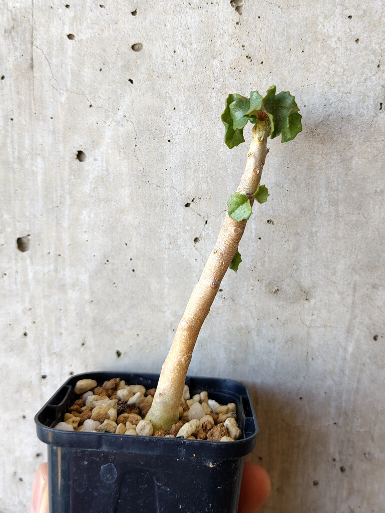 【現品限り】ドルステニア・ジプソフィラ【V12】 Dorstenia gypsophila