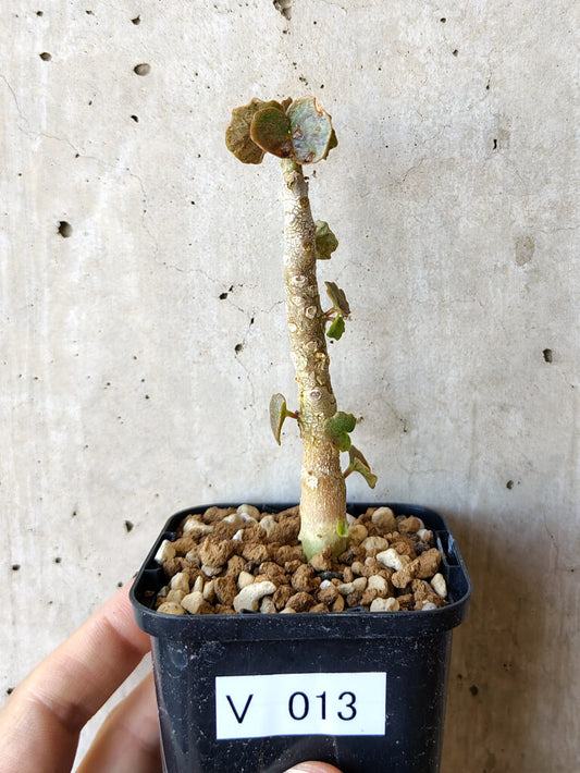 【現品限り】ドルステニア・ジプソフィラ【V13】 Dorstenia gypsophila