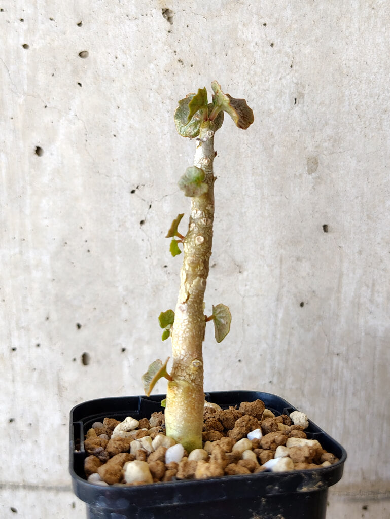 ドルステニア　ジプソフィラ ドルステニア ジプソフィラ Dorstenia gypsophila - Special Plants