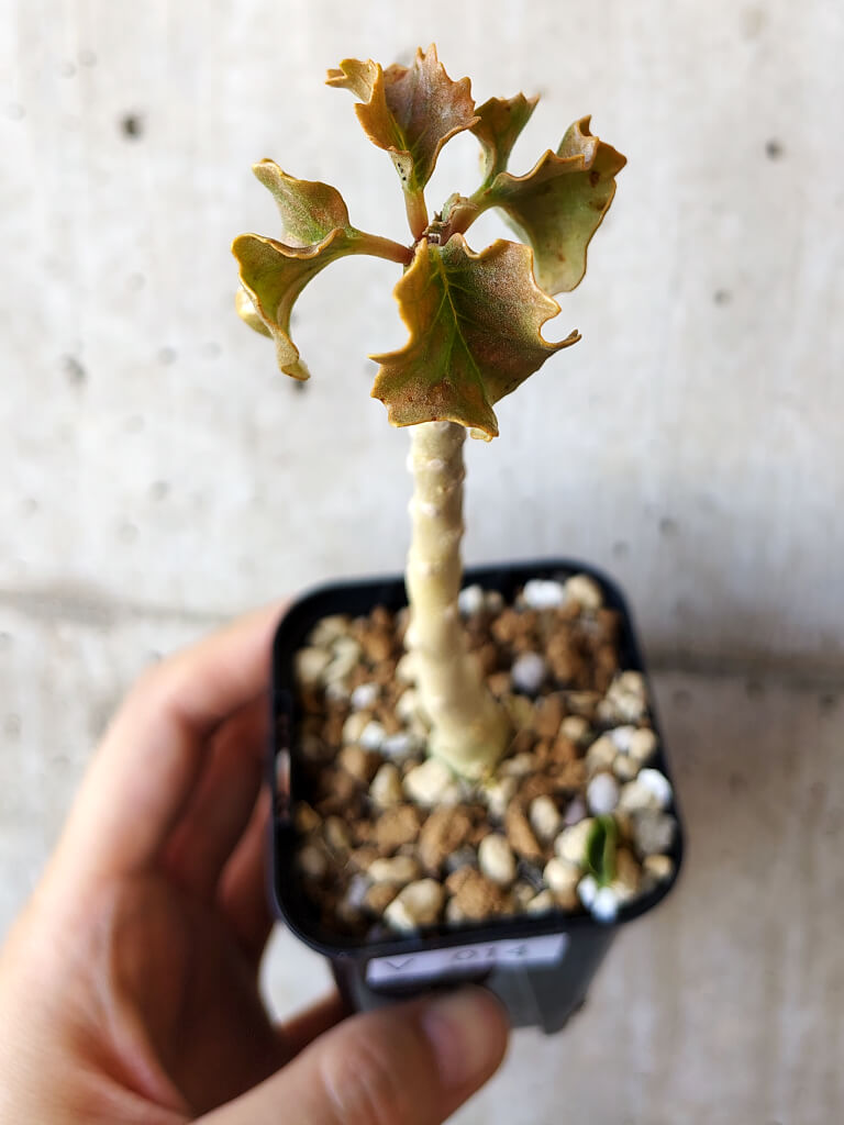 現品限り】ドルステニア・ジプソフィラ【V14】 Dorstenia gypsophila