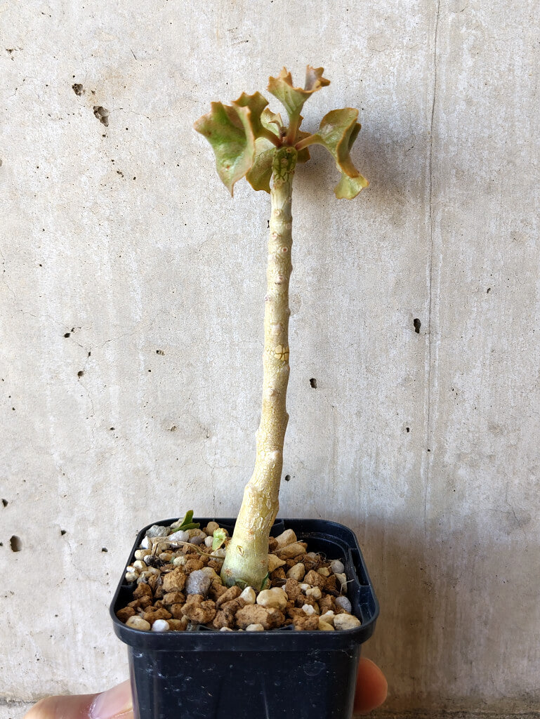 現品限り】ドルステニア・ジプソフィラ【V14】 Dorstenia gypsophila