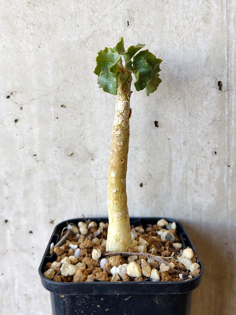 【現品限り】ドルステニア・ジプソフィラ【V15】 Dorstenia gypsophila