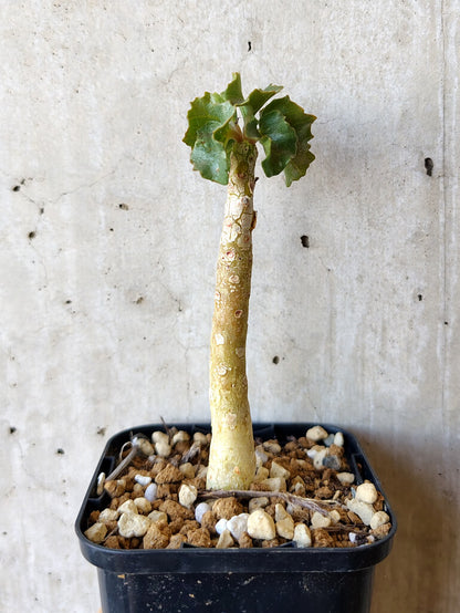 【現品限り】ドルステニア・ジプソフィラ【V15】 Dorstenia gypsophila