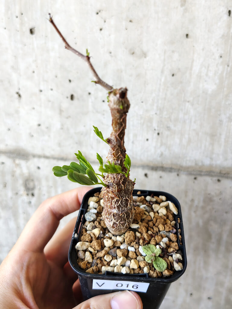 【現品限り】センナ・メリディオナリス 実生【V16】 Senna meridionalis