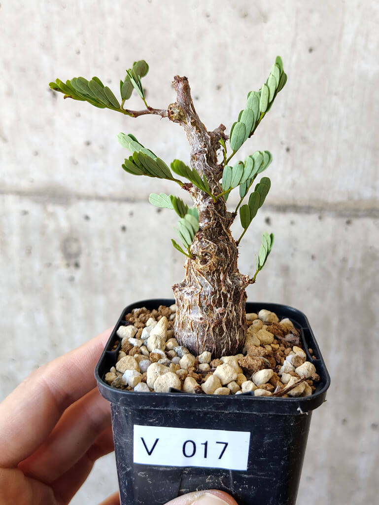 【現品限り】センナ・メリディオナリス 実生【V17】 Senna meridionalis