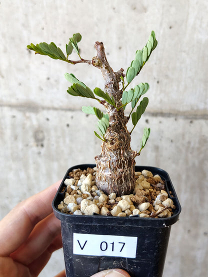 【現品限り】センナ・メリディオナリス 実生【V17】 Senna meridionalis