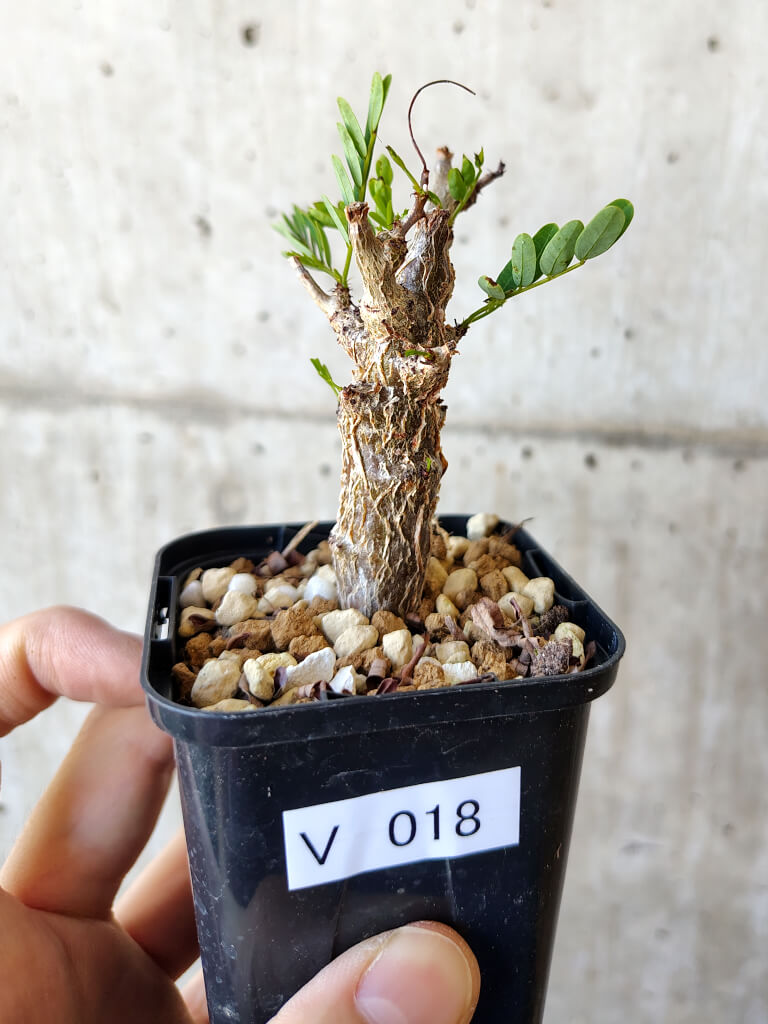 【現品限り】センナ・メリディオナリス 実生【V18】 Senna meridionalis