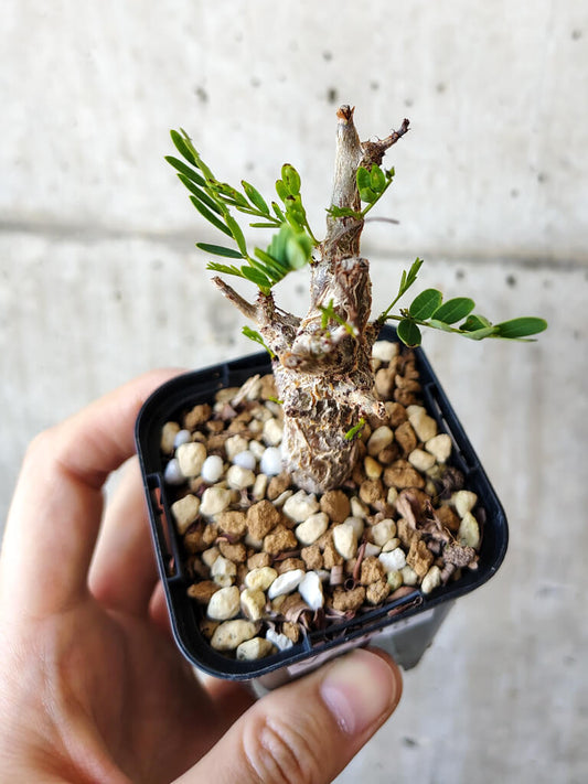 【現品限り】センナ・メリディオナリス 実生【V18】 Senna meridionalis