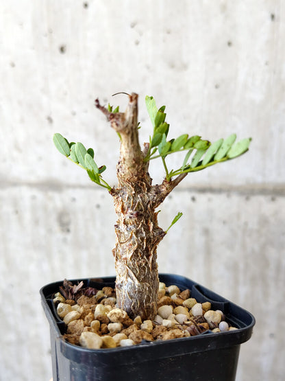 【現品限り】センナ・メリディオナリス 実生【V18】 Senna meridionalis