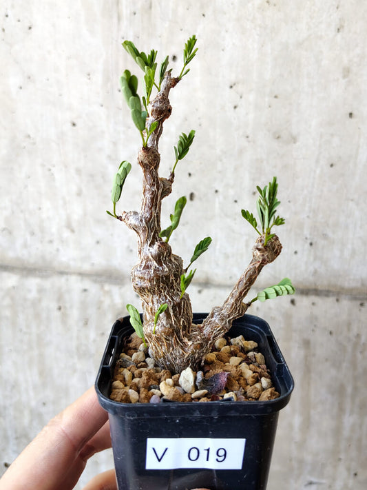 【現品限り】センナ・メリディオナリス 実生【V19】 Senna meridionalis