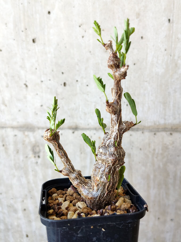 【現品限り】センナ・メリディオナリス 実生【V19】 Senna meridionalis