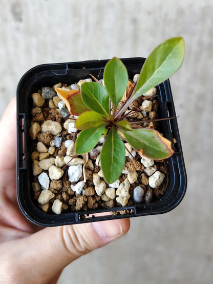 【現品限り】フォークイエリア・ファシクラータ【V1】 Fouquieria fasciculata