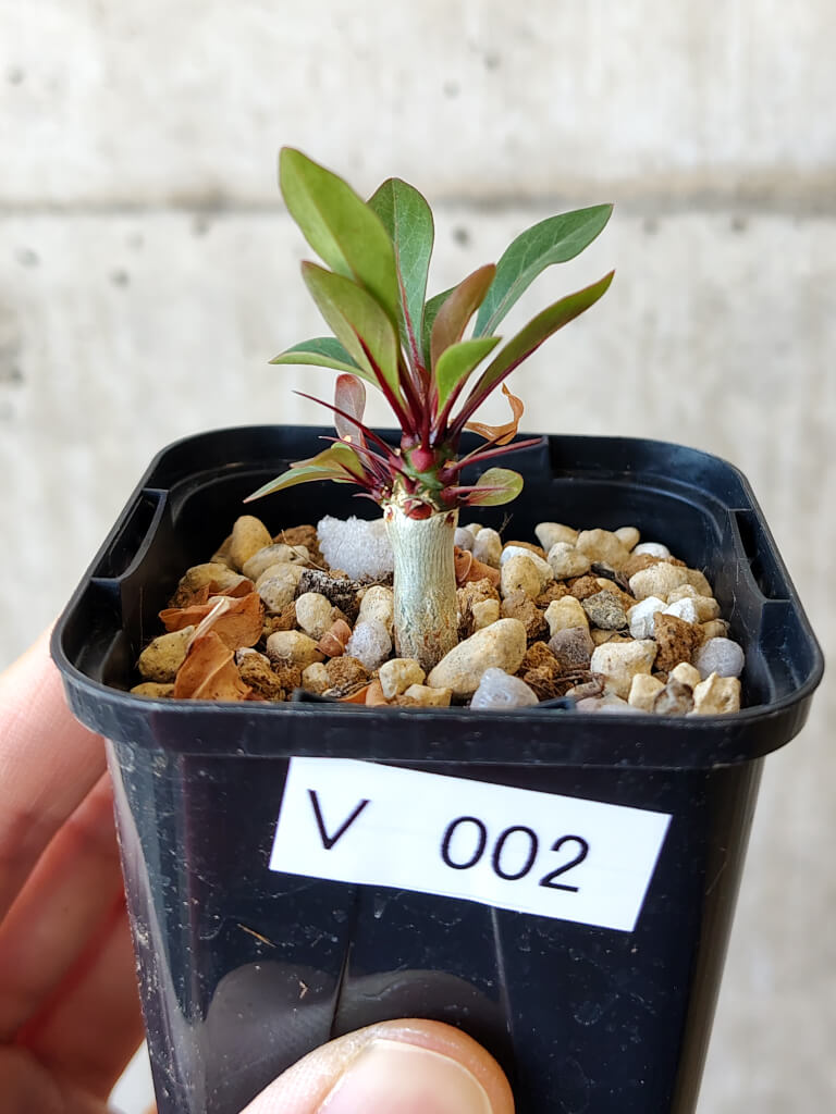 【現品限り】フォークイエリア・ファシクラータ【V2】 Fouquieria fasciculata