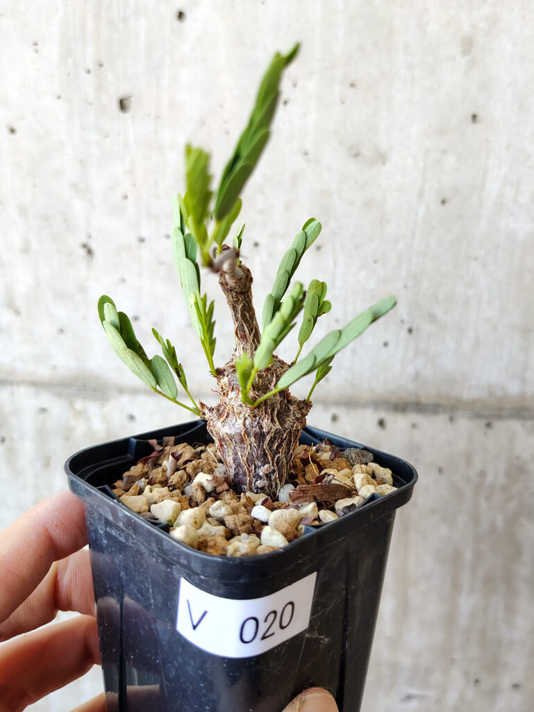 【現品限り】センナ・メリディオナリス 実生【V20】 Senna meridionalis