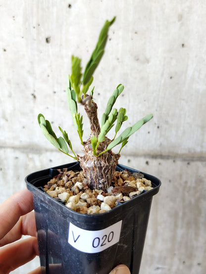 【現品限り】センナ・メリディオナリス 実生【V20】 Senna meridionalis