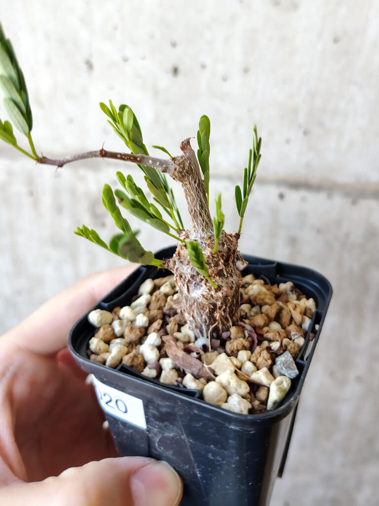 【現品限り】センナ・メリディオナリス 実生【V20】 Senna meridionalis