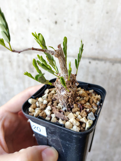 【現品限り】センナ・メリディオナリス 実生【V20】 Senna meridionalis