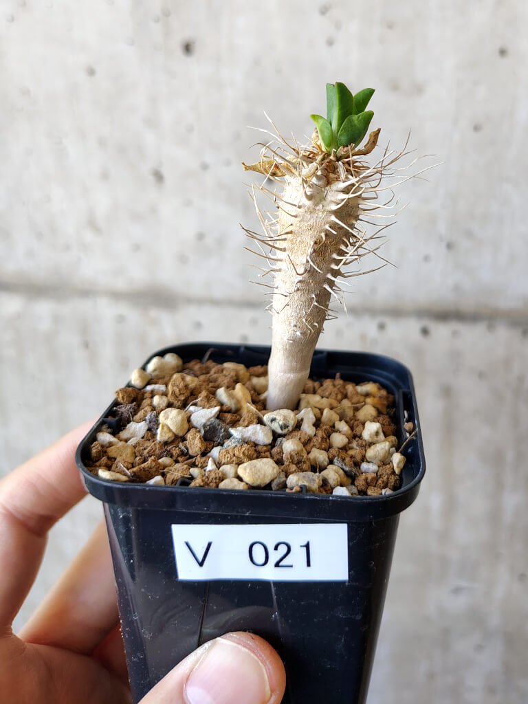 【現品限り】ユーフォルビア・ギラウミニアナ【V21】 Euphorbia guillauminiana