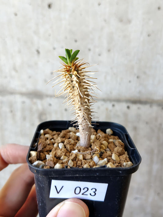 【現品限り】ユーフォルビア・ギラウミニアナ【V23】 Euphorbia guillauminiana