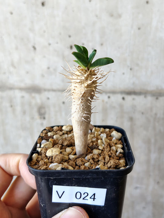 【現品限り】ユーフォルビア・ギラウミニアナ【V24】 Euphorbia guillauminiana