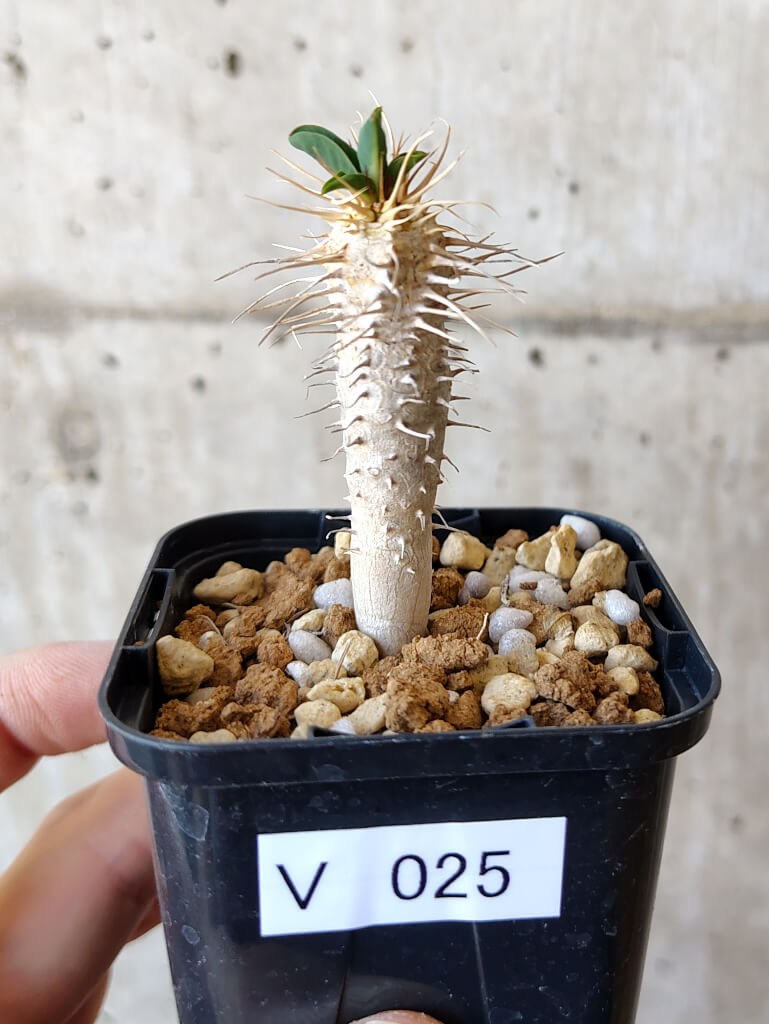 現品限り】ユーフォルビア・ギラウミニアナ【V25】 Euphorbia