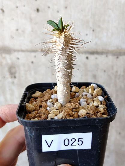 【現品限り】ユーフォルビア・ギラウミニアナ【V25】 Euphorbia guillauminiana