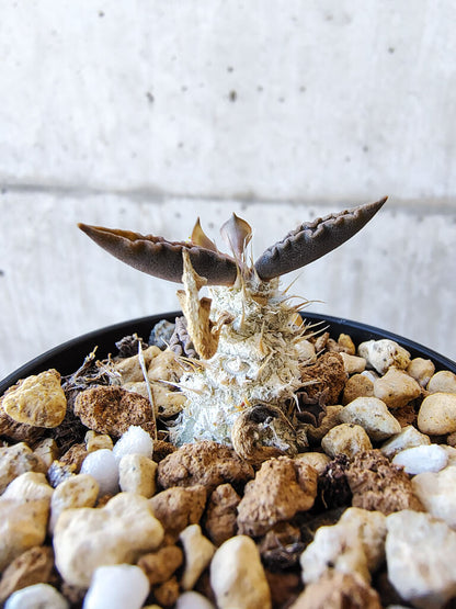 【現品限り】ユーフォルビア・トゥレアレンシス【V27】 Euphorbia tulearensis