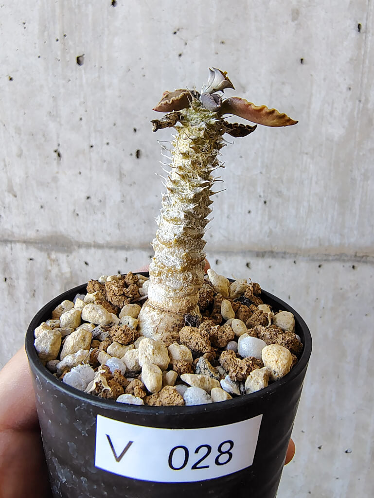 現品限り】ユーフォルビア・トゥレアレンシス【V28】 Euphorbia