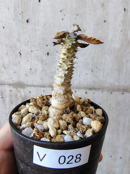 【現品限り】ユーフォルビア・トゥレアレンシス【V28】 Euphorbia tulearensis