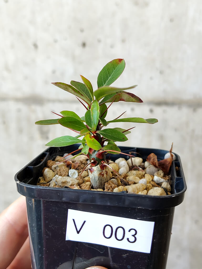 【現品限り】フォークイエリア・ファシクラータ【V3】 Fouquieria fasciculata