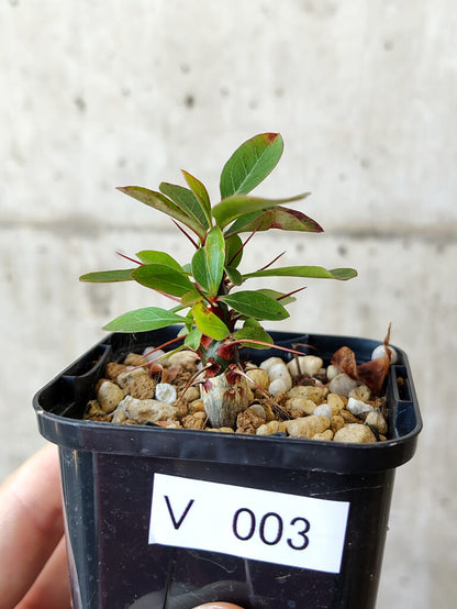 【現品限り】フォークイエリア・ファシクラータ【V3】 Fouquieria fasciculata