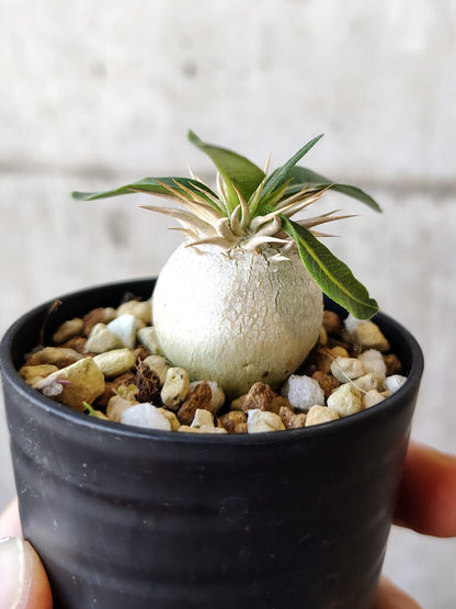 【現品限り】パキポディウム・エニグマチカム【V32】 Pachypodium enigmaticum