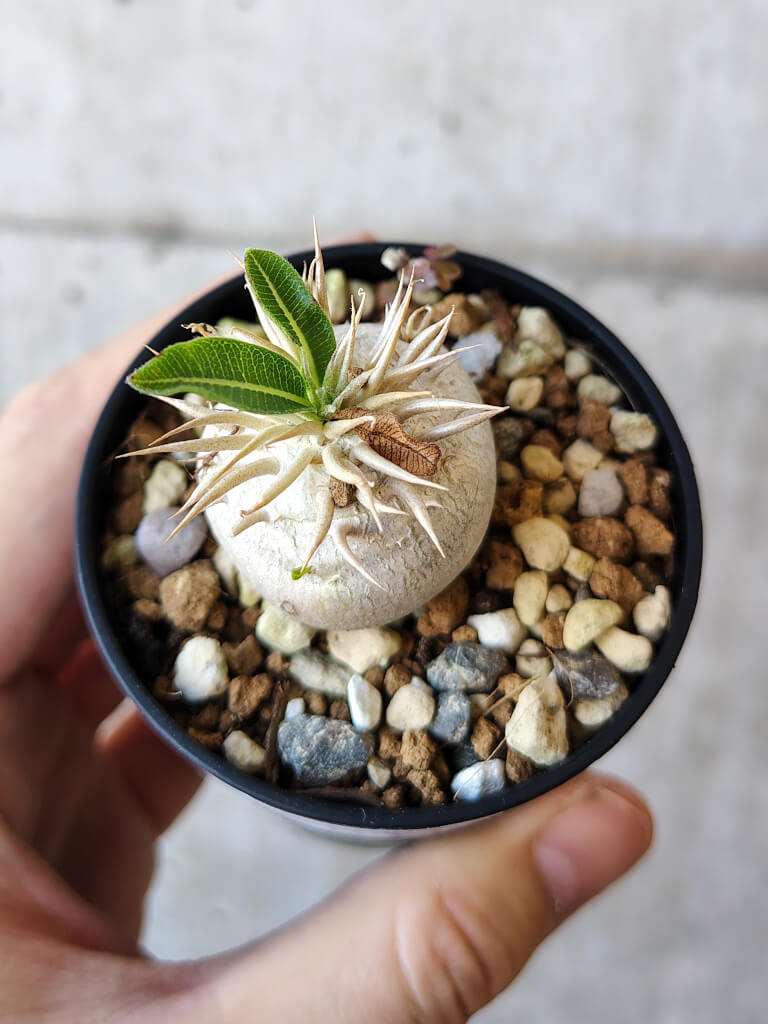 現品限り】パキポディウム・エニグマチカム【V34】 Pachypodium