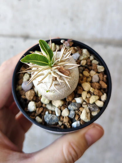 【現品限り】パキポディウム・エニグマチカム【V34】 Pachypodium enigmaticum