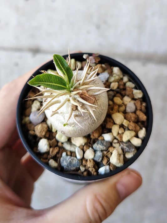 【現品限り】パキポディウム・エニグマチカム【V34】 Pachypodium enigmaticum